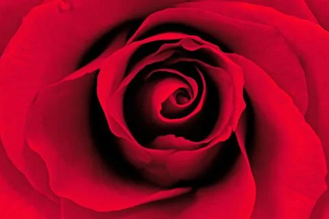 Beautiful red rose Stock Photos