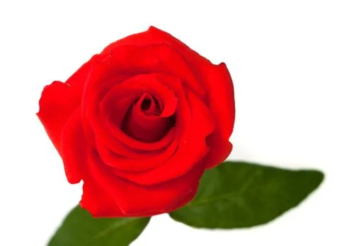 Beautiful red rose. Stock Photos