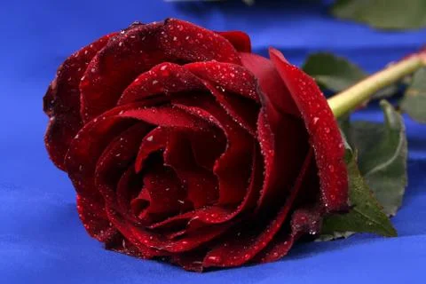 Beautiful red rose Stock Photos