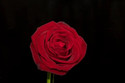 Beautiful red rose Stock-Fotos