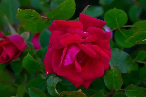 Beautiful red rose Foto stock