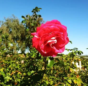 Beautiful red rose. Stock Photos