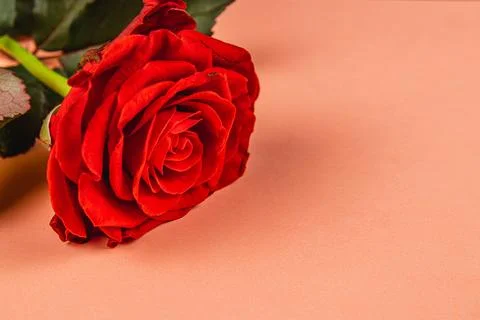 Beautiful red rose placed elegantly on peach background for decoration Stock Photos