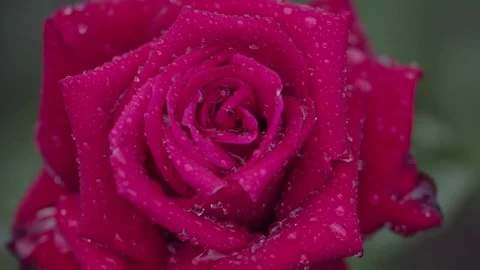 Beautiful red rose in rain close up Stock Footage 75437620