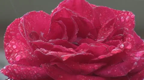 Beautiful red rose rain drop rainy romantic flower love garden gorgeous plant  Stock Footage 8983167