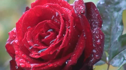 Beautiful red rose in rain Video stock 8983228