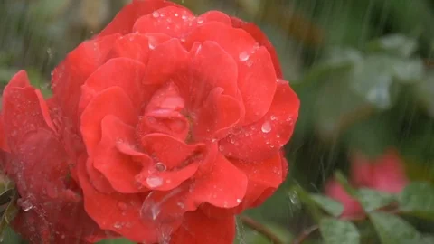 A beautiful red rose under the drops of rain. Stock Footage
