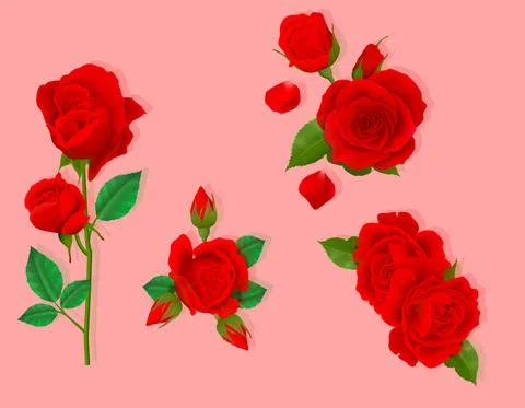 Beautiful red rose vector Stock Illustration