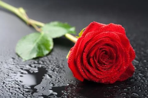 Beautiful red rose with water droplets over black background Stock Photos