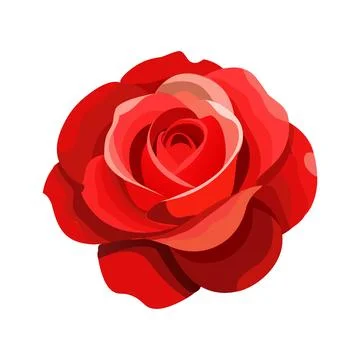 Beautiful red rose on a white background. Illustrazione stock