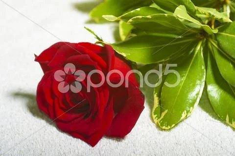 Beautiful red rose on white background ~ Hi Res #58174858
