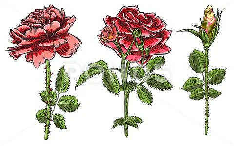 Beautiful red roses and leaves stems set. Floral arrangement bouquet collecti Stock Illustration