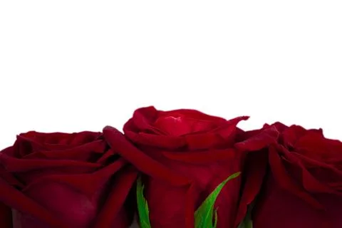 Beautiful red roses close up isolated on white background. Stock Photos