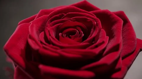 Beautiful red roses in close-up view Video stock 151124898