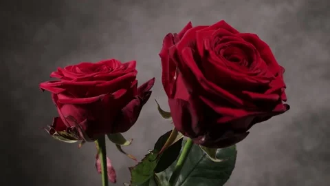 Beautiful red roses in close-up view 库存影片 151125327