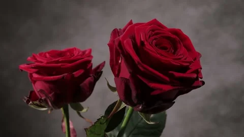 Beautiful red roses in close-up view 動画素材 151125804