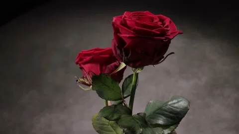 Beautiful red roses in close-up view 動画素材 151125873
