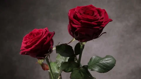 Beautiful red roses in close-up view Video stock 151125956