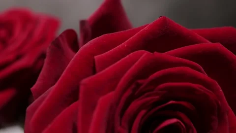 Beautiful red roses in close-up view 스톡 동영상 151126588