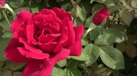 Beautiful Red Roses Stock Footage 12382665