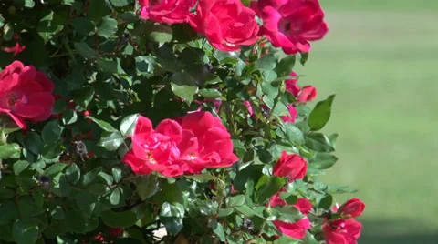 Beautiful red roses Stock Footage 39328751