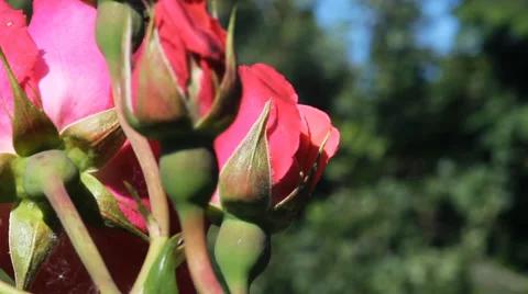 Beautiful Red Roses Video stock 39616109