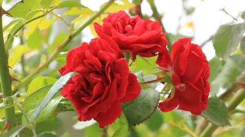 Beautiful red roses Stock Footage 41606398