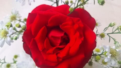 Beautiful Red Roses Stock Footage 286970130