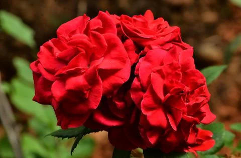 Beautiful Red Roses group in the garden Stock Photos