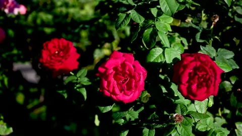 Beautiful red roses in the park. Drops o... | Stock Video | Pond5