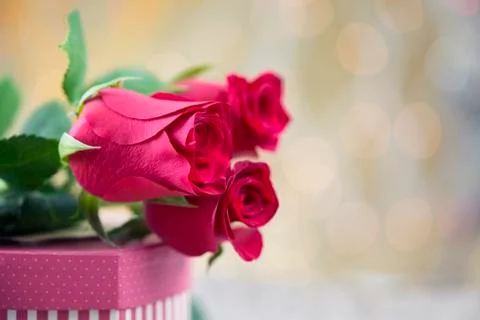 Beautiful red roses Stock Photos