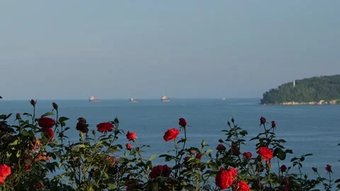 Beautiful red roses waving in the wind at a seascape Stock Footage 336690724