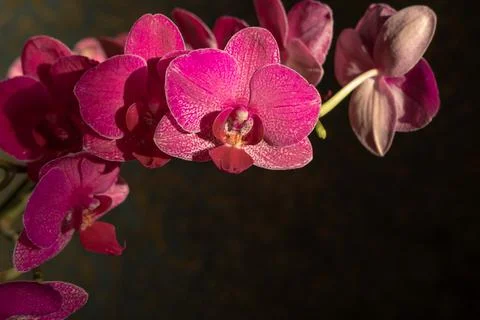 Beautiful red, ruby orchid flowers close-up in  darkness on dark background Stock Photos