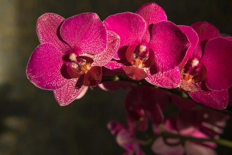 Beautiful red, ruby orchid flowers close-up in  darkness on dark background Stock Photos