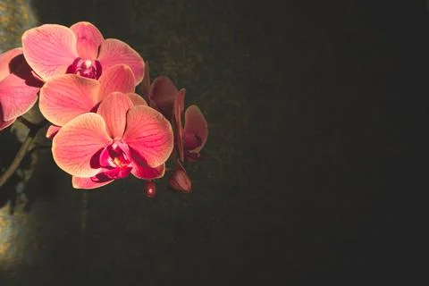 Beautiful red, ruby orchid flowers close-up in  darkness on dark background Stock Photos