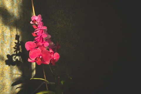 Beautiful red, ruby orchid flowers close-up in  darkness on dark background Stock Photos