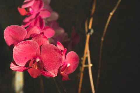 Beautiful red, ruby orchid flowers close-up in  darkness on dark background Foto stock