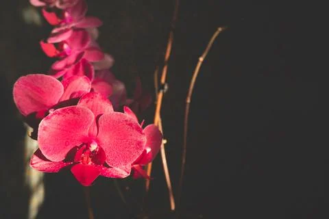 Beautiful red, ruby orchid flowers close-up in  darkness on dark background Stock Photos