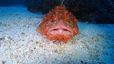 Beautiful Red Scorpionfish on Sandy Bottom 스톡 동영상 128669340