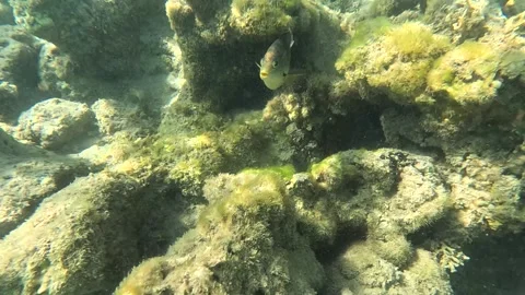 Beautiful Red Sea underwater scenery wit... | Stock Video | Pond5
