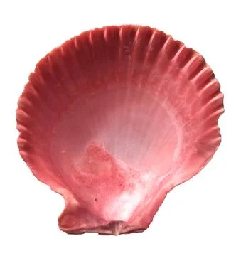 Beautiful Red Seashell Back Side Stock Photos