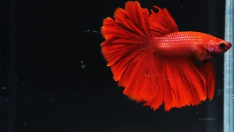 Beautiful red siamese fighting fish Stock Footage 79334954