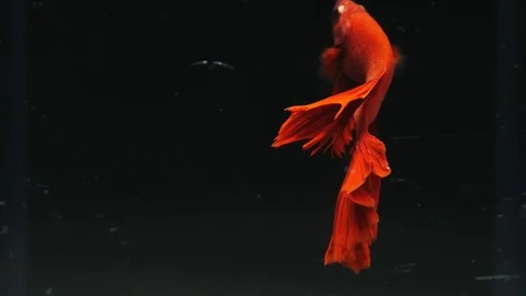 Beautiful red siamese fighting fish on black background Video stock 79338967