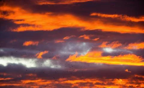 Beautiful red sky while sunset with birds Stock Photos