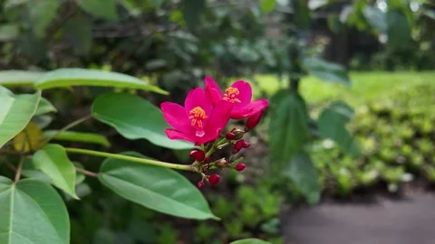 Beautiful Red Small Flower Close Up 4K Video Stock Footage 317626702