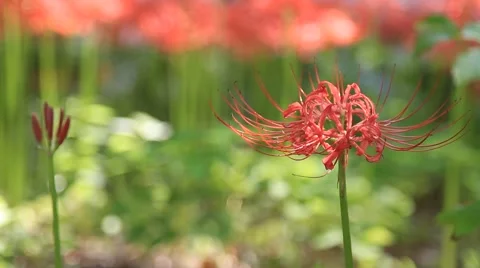 Beautiful Red Spider Lily Video stock 41742007