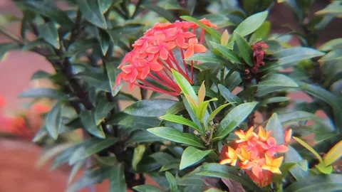 Beautiful red spike flower. King Ixora blooming (Ixora chinensis). Rubiacea.. Stock Footage 338332602