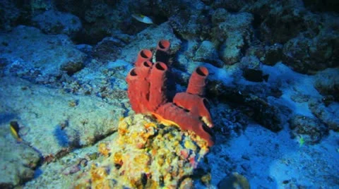 Beautiful red sponge coral inside the cave Stock Footage 22641072