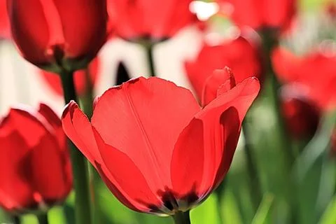 Beautiful red spring tulip Stock Photos