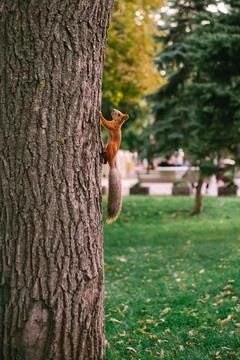 Beautiful red squirrel climbs a tree in a green park Stock Photos